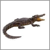 alligator - timsah