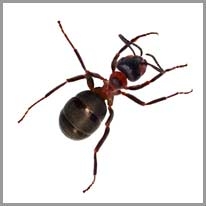 ant - karınca