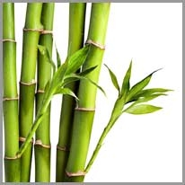 bamboo - bambu