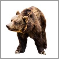 bear - ayı