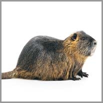 Beaver - Kunduz