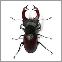 beetle - böcek