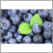blueberry - yaban mersini