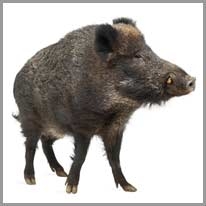 Boar - Domuz