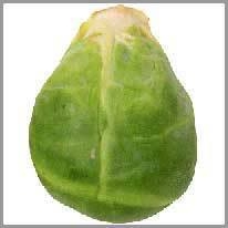 Brussels sprout - brüksel lahanası