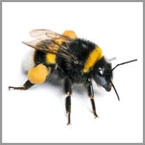 bumblebee - yabanarısı