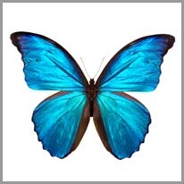 butterfly - kelebek