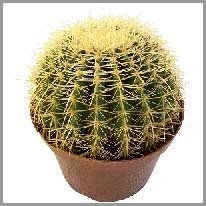 cactus - kaktüs