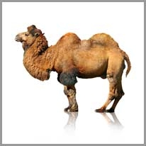 camel - deve