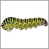 caterpillar - tırtıl