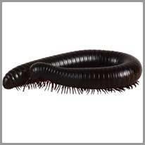centipede - kırkayak