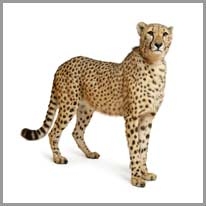 cheetah - çita