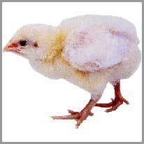 Chick - Civciv