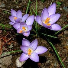 Çiğdem Çiçeği (Crocus) Otu Faydaları