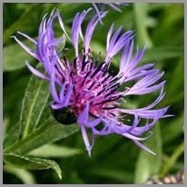 cornflower - peygamber çiçeği