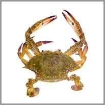 crab - yengeç