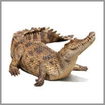 crocodile - timsah