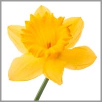 daffodil - nergis