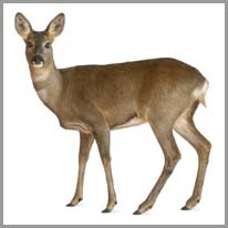 Deer - Geyik