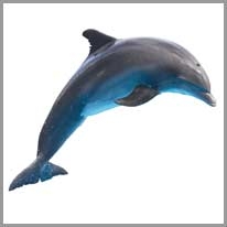 Dolphin - Yunus