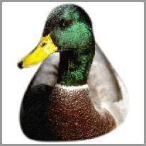 Duck - Ördek