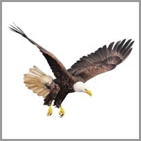 Eagle - Kartal