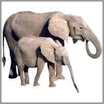 elephant - fil
