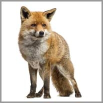 Fox - Tilki