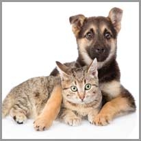 Friendship - Dostluk