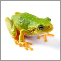 frog - kurbağa