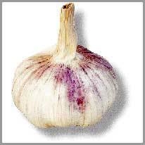 garlic - sarımsak