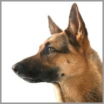German shepherd - Alman Kurdu