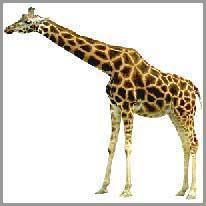 giraffe - zürafa