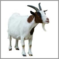 Goat - Keçi