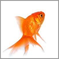 goldfish - japon balığı