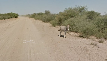 Google Street View aracı bir eşeğe çarpıyor