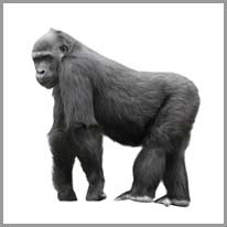 gorilla - goril
