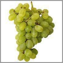 grape - üzüm