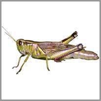 grasshopper - çekirge