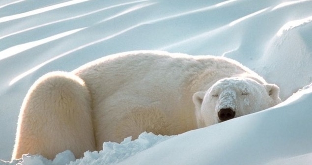 Hayvanlar Niçin Kış Uykusuna Yatarlar?