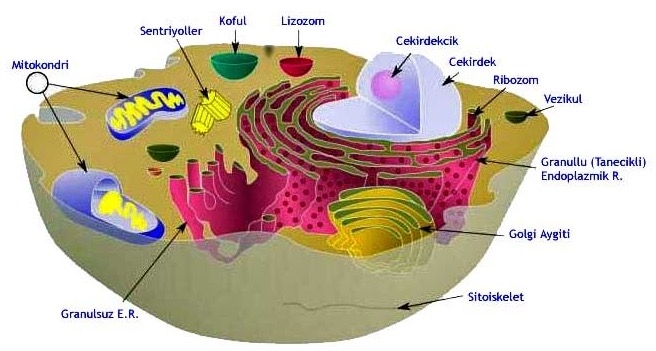 Hücre ve Yapısı