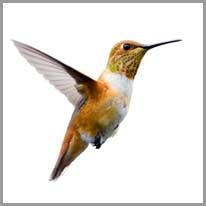 hummingbird - sinekkuşu