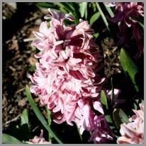 hyacinth - sümbül