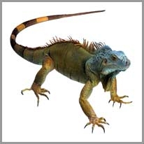 iguana - iguana