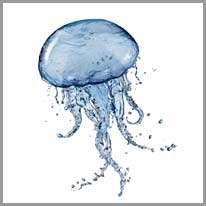 jellyfish - denizanası