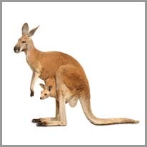 kangaroo - kanguru