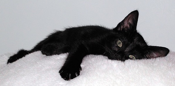 Kara Kedi Geçmesi Neden Uğursuzluk Getirir?