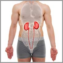 kidney - böbrek