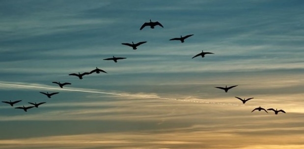 Kuşlar Niçin ’V’ Şeklinde Uçuyorlar?