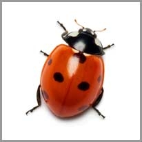 ladybug - uğur böceği